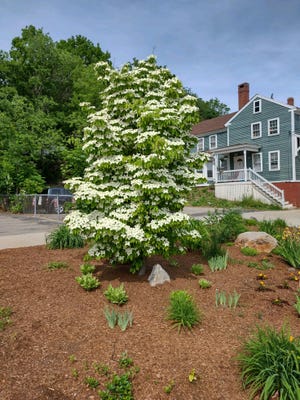 adopt a spot Market street Somersworth